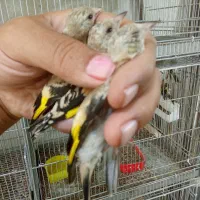 جوجه سهره سهره قناری