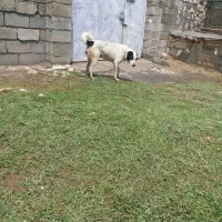 سگ نگهبان