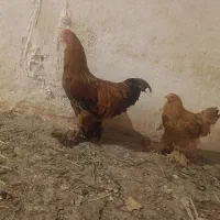 مرغ و خروس برهما