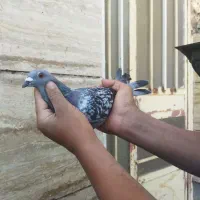 سبز پولکی