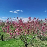 رزق روزی حلال برای بانوان البرز و کرج وقزوین