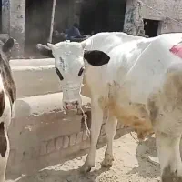 گوساله، گاو