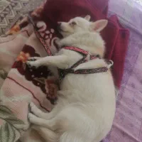 سگ (شی واوا) باگوشی معاوضه میکنم