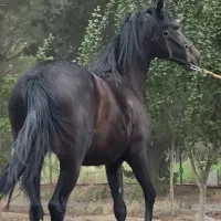 اسب و مادیان