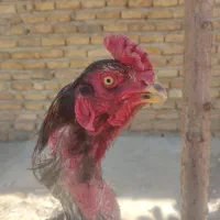 خروس لاری