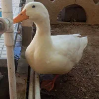 2 عدد اردک نر وماده