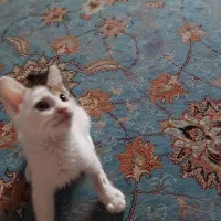 واگذاری رایگان بچه گربه