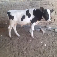 گوساله نر۵ماهه