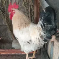 مرغ کرک وخروس