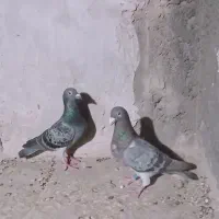 نر مجسمه