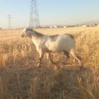 بز(نر) ساورین
