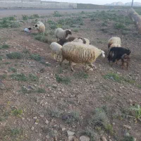 فروش دام