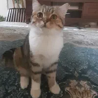 فروش گربه