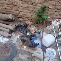 چهار عدد نیمچه پیلموت و خروس گلین