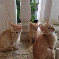 بچه گربه