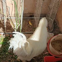 خروس سلطان