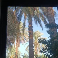 سوغات بم سر درخت