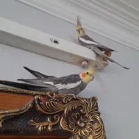 عروس هلندی خاکستری