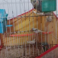 فنچ