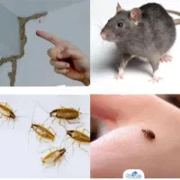 سم پاشی تضمینی موریانه زدایی سمپاشی ساس سوسک موش