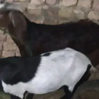 گوسفند فروشی
