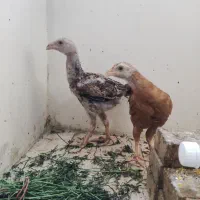 جوجه لاری دنگ بالا یه مرغ یه خروس