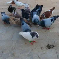 کفتر|پرنده|مشهد, چهاربرج|دیوار