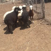 بره‌ماده