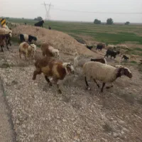 سلام