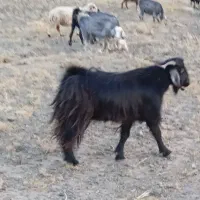 چپشت نریگ دو سال و نیم