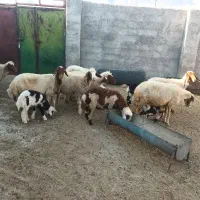 میش بره