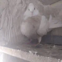 معاوضه با دم سیاه