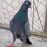 نیلا و دوتا سیالکوت