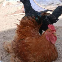 خروس برهما و مرغ گیلین