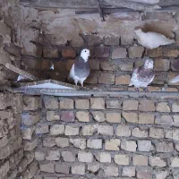 کبوتر|پرنده|شهرآباد, |دیوار