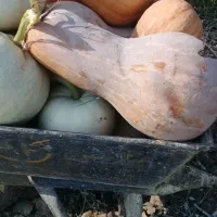 کدو بهاره فقط..۲۶۶۶