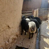 بره نر گوسفند