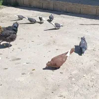 کبوتر|پرنده|لردگان, |دیوار
