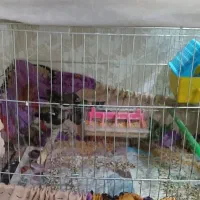 جفت فنچ بنگالی ( پرستار) مولد