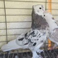 کفتر سرور و پرشی