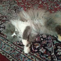 گربه ی پرشین یک سال نیم ماده  هست