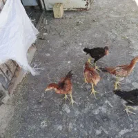 جوجه سه ماهه