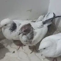 کبوتر
