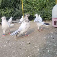 کبوتر