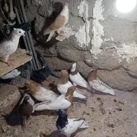 کبوتر  کله سینه طوقی ساده همه رنگه