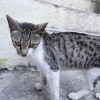 واگذاری گربه نر