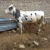 دوعدد گوساله سمینتال