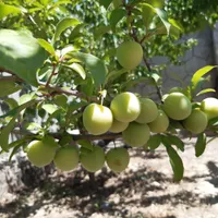 باغ فروشی دولت آباد(سنددار)