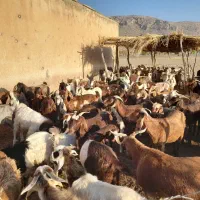 بز جوان داشتی