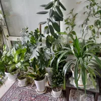گل طبیعی